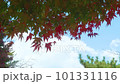 宇治の紅葉を見上げて 101331116