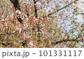 宇治公園の桜 101331117