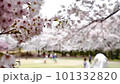 桜咲く公園 101332820
