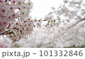 風に揺れる桜 101332846
