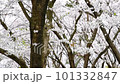 桜吹雪 101332847