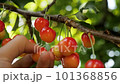 Ripe sweet cherry picking hand closeup. Harvesting fruit tree garden fruit farm harvest garden growing fruit picking berries. Yellow sweet cherry tree picking berries tree branch cherry harvest season 101368856