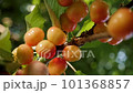 Ripe sweet cherry picking hand closeup. Harvesting fruit tree garden fruit farm harvest garden growing fruit picking berries. Yellow sweet cherry tree picking berries tree branch cherry harvest season 101368857