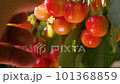 Ripe sweet cherry picking hand closeup. Harvesting fruit tree garden fruit farm harvest garden growing fruit picking berries. Yellow sweet cherry tree picking berries tree branch cherry harvest season 101368859