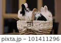 Two little adorable bunnies in the basket.Close up, changing focus.  101411296