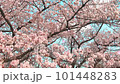 桜の花びらが舞い散るループ_奥から手前_実写背景付_E 101448283