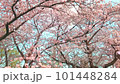 桜の花びらが舞い散るループ_奥から手前_実写背景付_D 101448284