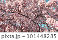 桜の花びらが舞い散るループ_奥から手前_実写背景付_C 101448285