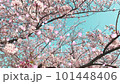 桜の花びらが舞い散るループ_斜め_実写背景付_E 101448406