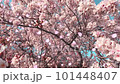 桜の花びらが舞い散るループ_斜め_実写背景付_D 101448407