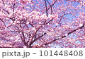 桜の花びらが舞い散るループ_斜め_実写背景付_C 101448408