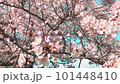 桜の花びらが舞い散るループ_斜め_実写背景付_A 101448410