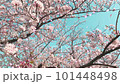 桜の花びらが舞い散るループ_真上から下_実写背景付_C 101448498
