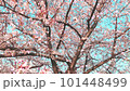 桜の花びらが舞い散るループ_真上から下_実写背景付_B 101448499