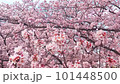 桜の花びらが舞い散るループ_真上から下_実写背景付_A 101448500