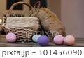 Cute beige bunny jumps into the basket. Easter mood. Close-up, changing focus.  101456090