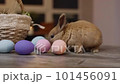Cute bunny walking on the table, sniffing, eating, examining. 101456091