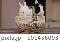 Two bunnies in the basket. Easter mood. Close up 101456093