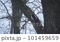 Great spotted woodpecker on oak tree in winter in Ukraine, Eastern Europe 101459659