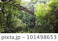 Moving through a tropical forest with a large tree at the front and a lush  101498653