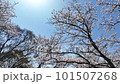 快晴の桜【ソメイヨシノ】no.9 101507268
