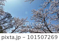 快晴の桜【ソメイヨシノ】no.8 101507269