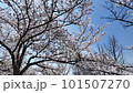 快晴の桜【ソメイヨシノ】no.7 101507270