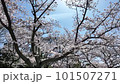 快晴の桜【ソメイヨシノ】no.6 101507271