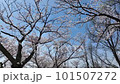 快晴の桜【ソメイヨシノ】no.5 101507272