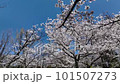快晴の桜【ソメイヨシノ】no.4 101507273