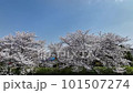 快晴の桜【ソメイヨシノ】no.2 101507274