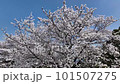 快晴の桜【ソメイヨシノ】no.1 101507275