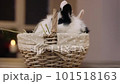 Basket with two bunnies sitting in the basket. Easter mood 101518163