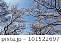 快晴の桜 No.10 101522697