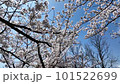 快晴の桜 No.11 101522699