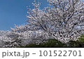 快晴の桜 No.3 101522701