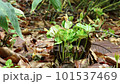 剛從幼苗中發芽的年輕山毛櫸幼苗 101537469