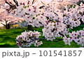 公園で夕陽を浴びて咲く揺れる桜 101541857