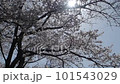 Cherry tree breeze 101543029