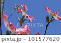 Pink flower dogwood and blue sky 101577620
