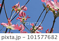 Pink flower dogwood and blue sky 101577682