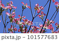 Pink flower dogwood and blue sky 101577683