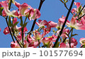 Pink flower dogwood and blue sky 101577694