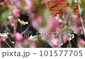 pink flower dogwood gardening 101577705