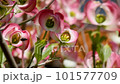 pink flower dogwood 101577709