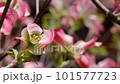 pink flower dogwood 101577723