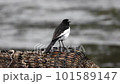 Black-backed wagtail 101589147