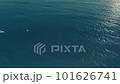 Aerial view of seagulls flying over the ocean at sunset. A small flock of seagulls flies over the surface of the ocean. 101626741