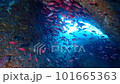 アカマツカサの群れと水中のアーチ。沖縄・恩納村 101665363