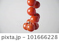 Small red cherry tomatoes. 101666228
